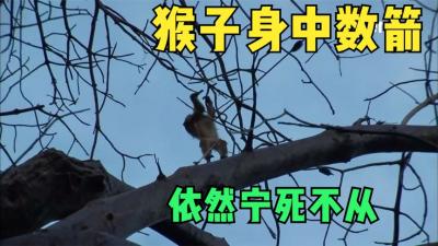 非洲的天才原始人，20米距离将树上猴子射成刺猬，用火一烤美滋滋-原创解说文案