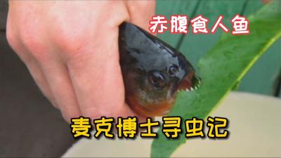 咬我：不要在亚马逊河中随地大小便，寄生鲶太可怕了！-吾爱原创解说文案