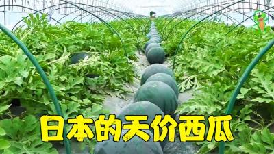 日本的天价西瓜生产工厂，一斤758元，一个能卖好几万-吾爱原创解说文案
