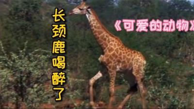 可爱的动物：非洲土著利用狒狒在沙漠中寻找水源，套路太深了！-吾爱原创解说文案