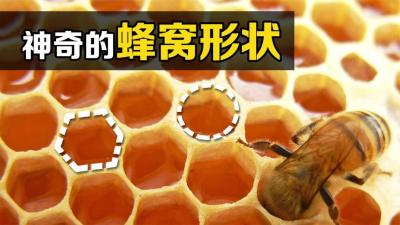 一个美妙的意外，为什么圆滚滚的蜜蜂，要把窝造成“正六边形”？-原创解说文案