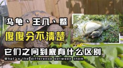 乌龟、王八、甲鱼以及鳖的区别到底是什么-原创解说文案