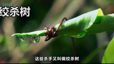 无声的残忍行径——热带雨林特有的绞杀现象到底有多厉害？-原创解说文案