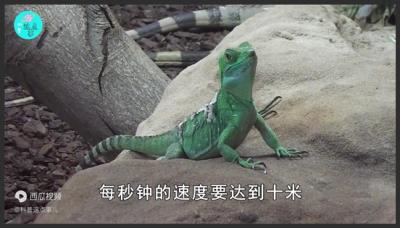 在水面上行走的蜥蜴，现实版的轻功水上飞，这是突破地心引力了吗-吾爱原创解说文案