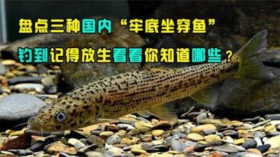 盘点国内“牢底坐穿鱼”，钓到记得放生，每年都有人因误钓被抓？-原创解说文案
