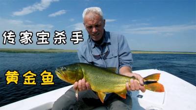 河中巨怪：被称为水下活金条的切割杀手，专吃渔民的传家宝！-吾爱原创解说文案