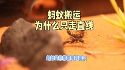 为什么蚂蚁在搬运食物时只走直线？-吾爱原创解说文案