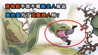 如果把蛇当宠物养大，它不吃不喝躺主人身边，真的是想吃掉主人？-原创解说文案