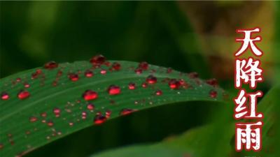 自然档案：印度天空突然降下血红色的雨水，一连持续了好几天！-原创解说文案