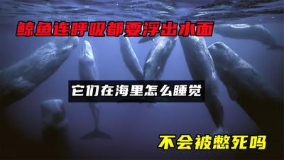 鲸鱼连呼吸都要浮出水面，它们在海里怎么睡觉？不会被憋死吗？-原创解说文案