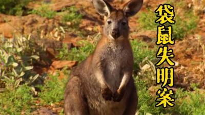 自然档案：澳大利亚袋鼠集体失明，撞向汽车！-吾爱原创解说文案