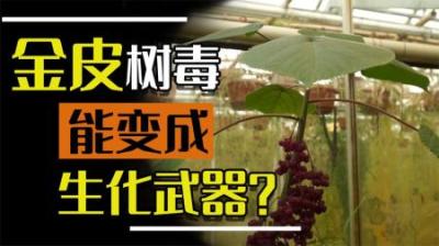 比10级疼痛还要痛,有人因它而自杀，被金皮树扎到究竟有多疼呢-原创解说文案
