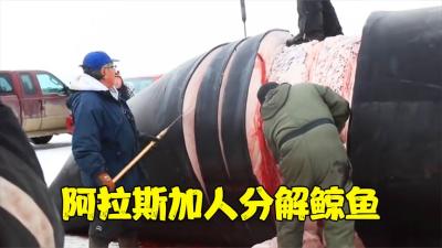 北极的天才阿拉斯加人，缆绳加刀分解鲸鱼，一块鲸鱼皮需几人拉开-原创解说文案