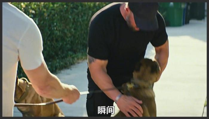 《忠犬》退役士兵护送战犬，参加主人葬礼，一路上培养出深刻的友谊！影视《忠犬》-吾爱原创解说文案-[原创首发]-吾爱文案网
