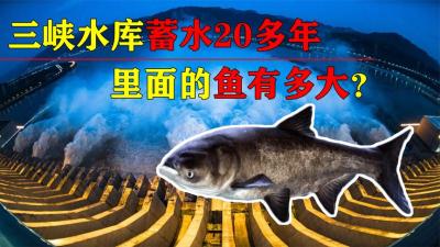 三峡水库蓄水20年，成为淡水鱼的“天堂”，如今最大的鱼有多大？-原创解说文案