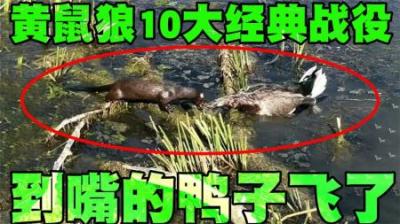 黄鼠狼10大经典战役排行榜，鸭子被黄鼠狼抓到后，竟然逃脱了！-原创解说文案