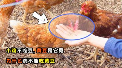 老话说“小鸡不吃豆，黄豆是它舅”，为什么鸡不能吃黄豆呢？-吾爱原创解说文案