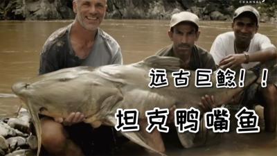 河中巨怪第九季：尼泊尔渔民被巨型鲶鱼拖进水中从此销声匿迹！-原创解说文案