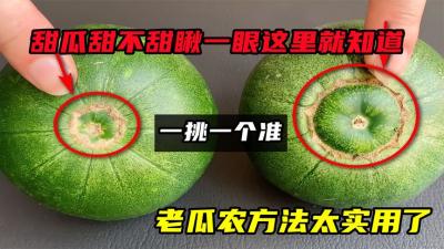 甜瓜甜不甜？瞅一眼这里就知道，一挑一个准，老瓜农方法太实用了-原创解说文案