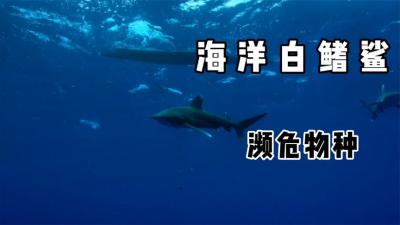 河中巨怪：杰里米下潜700米深海喂鲨鱼吃猪肉，结果鲨鱼狼吞虎咽-原创解说文案