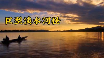 河中巨怪：杰叔前往泰国寻找600斤重淡水鱼！-原创解说文案