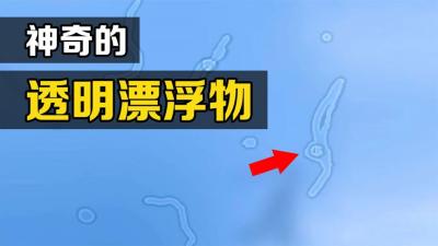 发呆时看到的“透明小虫”是什么？为什么它的肚子有时会发光？-原创解说文案