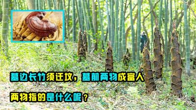古话道“墓边长竹须迁坟，墓前两物成富人”，两物指什么呢？-原创解说文案