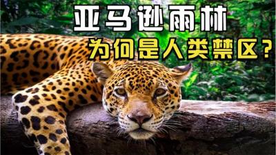 亚马逊雨林被称为人类禁区，真实情况到底有多可怕？-原创解说文案