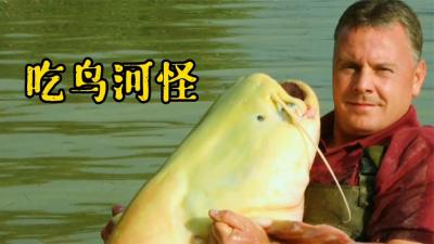 自然档案：西班牙吃鸟河怪，还在它的胃中发现了野猪毛！-吾爱原创解说文案