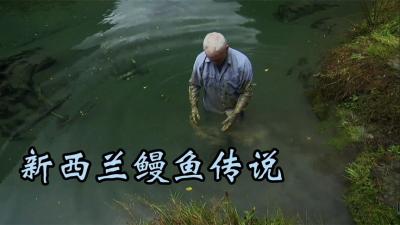 河中巨怪：能能把人肋骨撞断的新西兰巨型鳗鱼！-吾爱原创解说文案