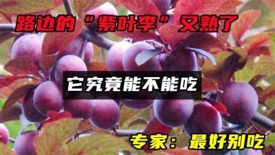 路边的“紫叶李”又熟了，它究竟能不能吃？专家：最好别吃-原创解说文案