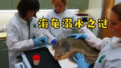 自然档案：大海濒临灭绝的海龟溺死在沙滩上！-原创解说文案