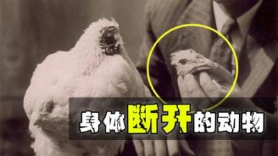身体断开后依然可以存活的动物，最后一种超乎你的想象-原创解说文案
