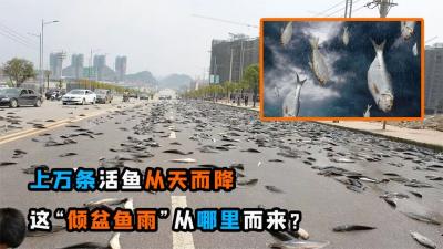 好大一场“鱼雨”！上万条活鱼凭空出现，它们从哪里跑来？-原创解说文案