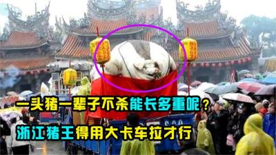 浙江猪王躲过4次屠刀，一头猪一辈子不杀，能长到多大呢？-吾爱原创解说文案