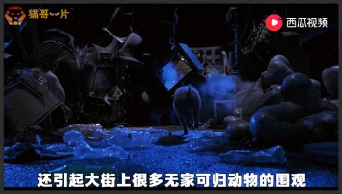 《小猪进城》《小猪进城》4分钟看完喜剧电影《小猪进城》，小猪进城表演拯救农场，太萌了《小猪进城》-吾爱原创解说文案-[原创首发]-吾爱文案网