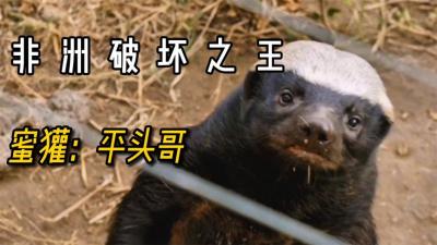 平头哥：动物界的破坏之王！凭一己之力把自己变成濒危动物！-原创解说文案