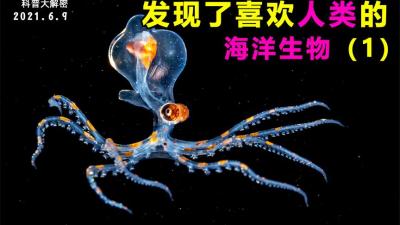居然发现了喜欢人类的海洋生物，有你认识的吗？-吾爱原创解说文案