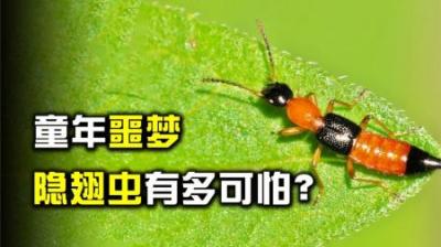 什么是隐翅虫，为何拍不得？-原创解说文案