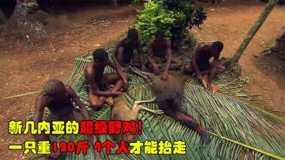 新几内亚部落的神仙技术，长矛射趴120斤大野鸡，4个人才能抬回家-吾爱原创解说文案