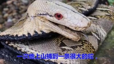 马来西亚的蟒蛇加工厂，全村出动抓大蛇，蛇皮出口国外赚大钱-原创解说文案