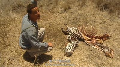 荒野求生：狮子吃剩下的斑马肉，贝爷吃的真香！-吾爱原创解说文案