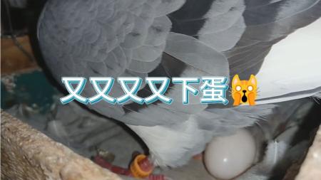 彭老总智取“趴窝”36师：足不出户亦难逃一败-原创解说文案