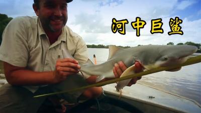 寻找超级大鱼：你以为在河里就不会遭到鲨鱼的袭击了吗？-吾爱原创解说文案