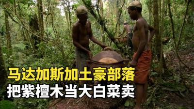 纪录片：马达加斯加的土豪部落，紫檀木泛滥论斤卖，一斤八块五-原创解说文案