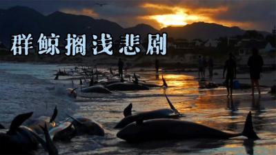 自然档案：55头鲸鱼集体搁浅在海岸边，人们仅救下了14头！-原创解说文案