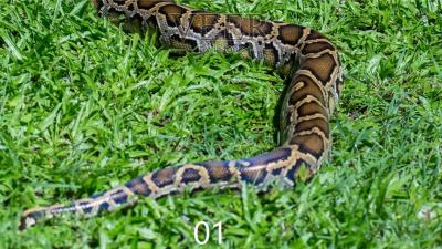 怪物传说：原贝爷摄影师，前往亚马逊森林寻找传说中巨蟒！-吾爱原创解说文案