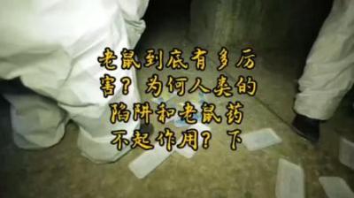 老鼠到底有多厉害？——为何人类的陷阱和老鼠药不起作用？-吾爱原创解说文案
