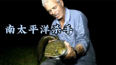 河中巨怪：内陆水库中惊现海洋杀手，人们怀疑是章鱼干的！-吾爱原创解说文案