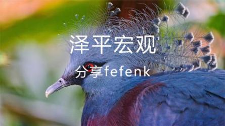 泽平宏观经济**收藏VIP会员-课程-网盘资源分享
